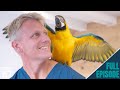 Microchipping a macaw! Dr Scott is in love... | Rescue Vet with Dr Scott Miller