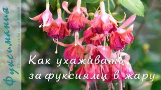 Как ухаживать за фуксиями в жару