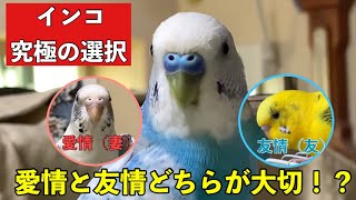 【インコ究極の選択】愛する妻と大好きな親友！愛情と友情、彼がより大切なのはどっち！？団体生活に馴染めないインコ、闘病や障害と闘うインコたちの毎日