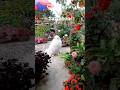 Rooftop Winter Flower Garden | Chadbagan Er Satkahon | #rooftopgarden #flowers #gardenideas