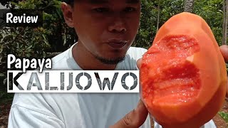 Review Buah Pepaya Kalijowo