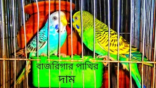 বাজরিগার পাখির দাম || Budgerigar Birds Price In BD || Budgerigar Bird Video || Technical Helpline