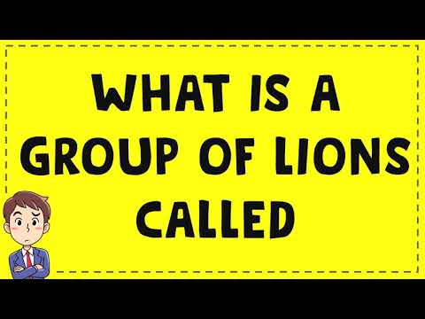 What is a group of lions called?