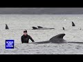 Rescue begins to save Australia's beached whales