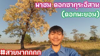 พาชม ดอกซากุระอีสาน (ดอกพะยอม)