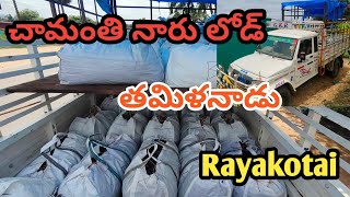 చామంతి నారు లోడ్ తమిళనాడు నుంచి #Rayakotai