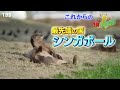 『世界ふしぎ発見 』8 20 土 ニュージーランド×日本coolest絶景 in burning summer シンガポール､タイも続々 【tbs】