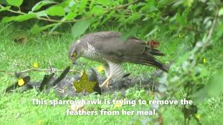 Cheeky Magpie Wants Sparrowhawk's Lunch