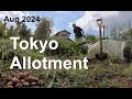 Tokyo Allotment - Aug 2024 (with Frank & Des)