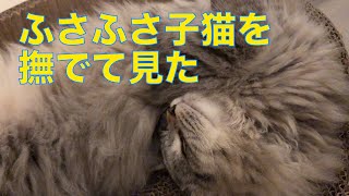 【サイベリアン】子猫を撫でるとくねくねされた