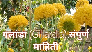 गलांडा(Gillardia)संपुर्ण माहिती#care and tips for gillardia