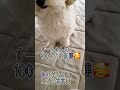 すーちゃんおめでとう～っ😊👏🌈 ダップー ミックス犬 ダップーのすーちゃん 犬 dog mix shorts この動画upするまでに２人ほど減っちゃったけどw