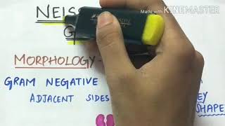 neisseria gonorrhoeae - microbiology