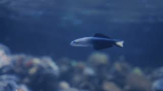 a two tone colored guppy fish - Sea life Free Stock Video Footage