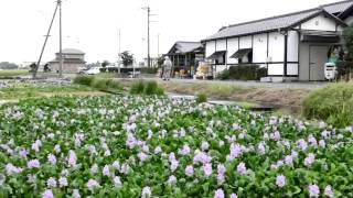 道の駅大利根のホテイアオイ2014年