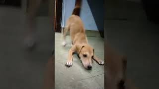 செல்லம் 😍 விக்கி பையன் சுட்டி video viral shots #