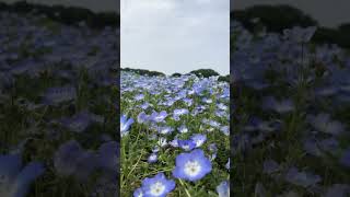 海之中道海濱公園~無盡花海