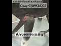 dog இனிமேல் மக்களாகிய நீங்கள் உதவி செய்யாமல் நான் ரெஸ்க்யூ செல்லப் போவதில்லை உங்கள் உதவி தேவை🙏🙏