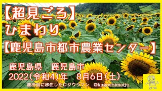 【超見ごろ】ひまわり【鹿児島市都市農業センター】　鹿児島県　鹿児島市　2022（令和4）年　8月6日（土）