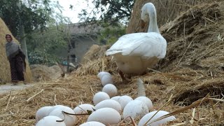 Big Swan Eggs রাজহাঁস এর ডিম কিভাবে আপনারা বাচ্চা তোলানোর পদক্ষেপ নিবেন।