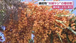 観光客に正月に配布　縁起物“夫婦ヤシ”の種収穫　静岡・伊東市