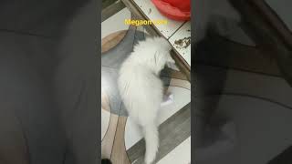 play full. 2 month old 3 coated persian cat. in malegaon, Nashik, Maharashtra, 8855053551