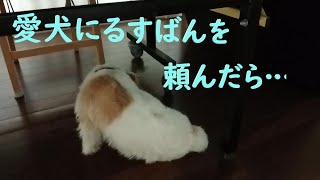 【セミリタイア　中年独女　犬と暮らす】翌日の留守番の予定を愛犬に伝えたところ・・・