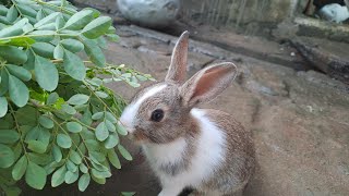 மனதுக்கு மகிழ்ச்சி தரும் முயல் 🥰😍❤️ happy and peaceful mind rabbit 🐇 🐰 ☺️ ✨️ 😌 ♥️