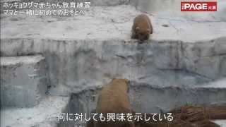 ホッキョクグマの赤ちゃん初めてのお外 ── 天王寺動物園で放飼練習・10日から一般公開THE PAGE大阪