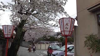 京都　上七軒　歌舞練場裏側の桜　cherry blossoms behind the theater in  Kamishichiken, Kyoto