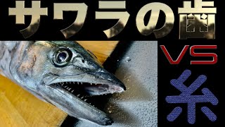 【実験】サワラの歯vs釣り糸　相模湾サワラキャスティングで釣った魚で実験してみた