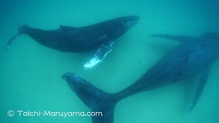 浅瀬を泳ぐザトウクジラの親子！