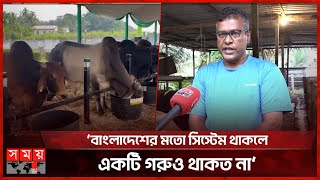 মালয়েশিয়াতে যেভাবে কেনা হয় কোরবানির পশু | Eid ul-Adha 2024 | Qurbani Cow | Malaysia | Somoy TV