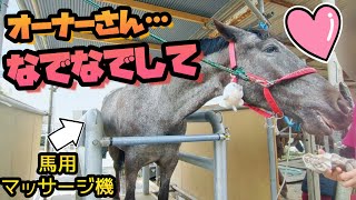 大好きなオーナー様が来た…！可愛い馬が幸せそうに甘える姿がコチラです。『馬用マッサージ機で癒されながら甘える馬の姿』【ツルマルボーイ様のシモベ】