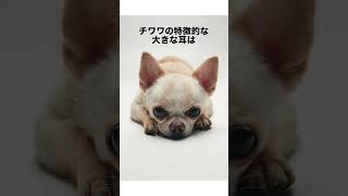 チワワに関する雑学 #犬 #癒し #チワワ