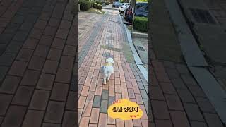 깨방정!! 신난 궁뎅이ㅋ 똥꼬발랄 스텝^^