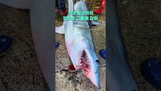 몸길이 3m 거대 청상아리…가격은?