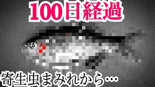 全身寄生虫まみれの魚を100日間飼育した結果…