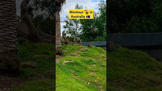 Monkeys 🐒 in Australia 🇦🇺 | آسٹریلیا میں بندر