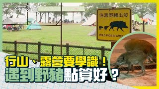 漁護署撲殺野豬有冇成效？關注團體為何反對？山藝教練教你遇到野豬正確應對方法　#一線搜查