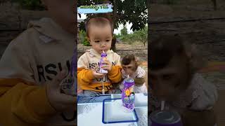 Monkey Titi and baby Bear enjoy drinking milk together. #cute #monkeybaby #shortsvideo