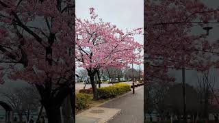 Cherry Blossom - Japan | Pink Clouds of Spring #sakura #cherryblossom