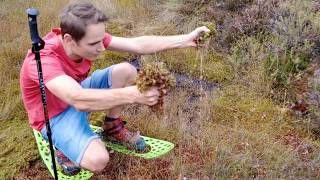 DINKY Guide to: Bogshoeing, Kemeri National Park, Latvia