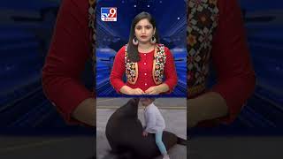 బాలికపై దాడి చేయబోయిన సముద్ర సింహం - TV9