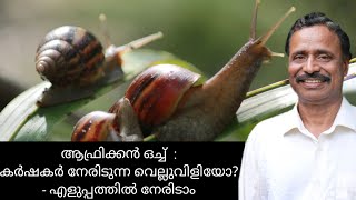 ആഫ്രിക്കൻ ഒച്ച്:എങ്ങനെ നേരിടാം|African snails in Kerala|Health Risks|How to get rid of African Snail