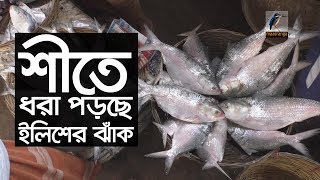 ভরা শীতে বরিশালে ঝাঁকে ঝাঁকে ইলিশ ধরা পড়ছে