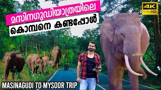 masinagudi |mudumalai tiger reserve  and bandipur national park forest road trip