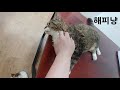 프롬시아캐터리 셀커크렉스 부비부비 touch selkirk rex