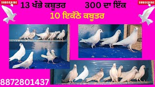 27 February 2025 8872801437 13 ਖੰਭੇ ਕਬੂਤਰ 300₹ ਦਾਇੱਕ#kabootar #kabootarbazzi #bazzi #pigeon