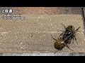 コーカサスオオカブトvsヘラクレスオオカブト　caucasus beetle vs dynastes hercules【カブトムシ頂上決戦】